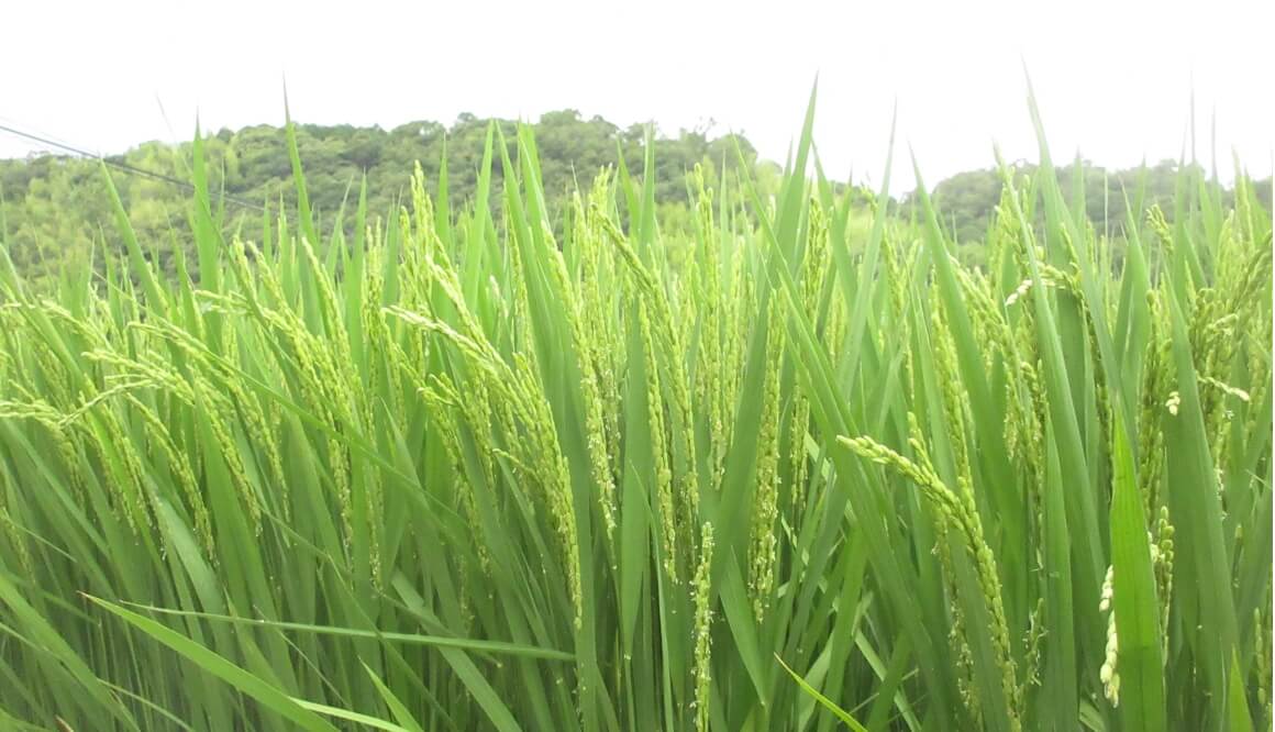 みなみ工房の今月の様子