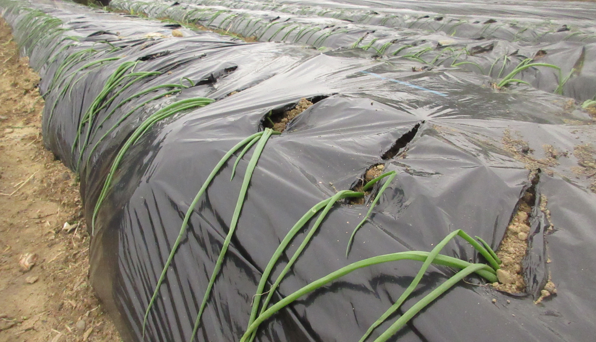 みなみ工房の今月の様子