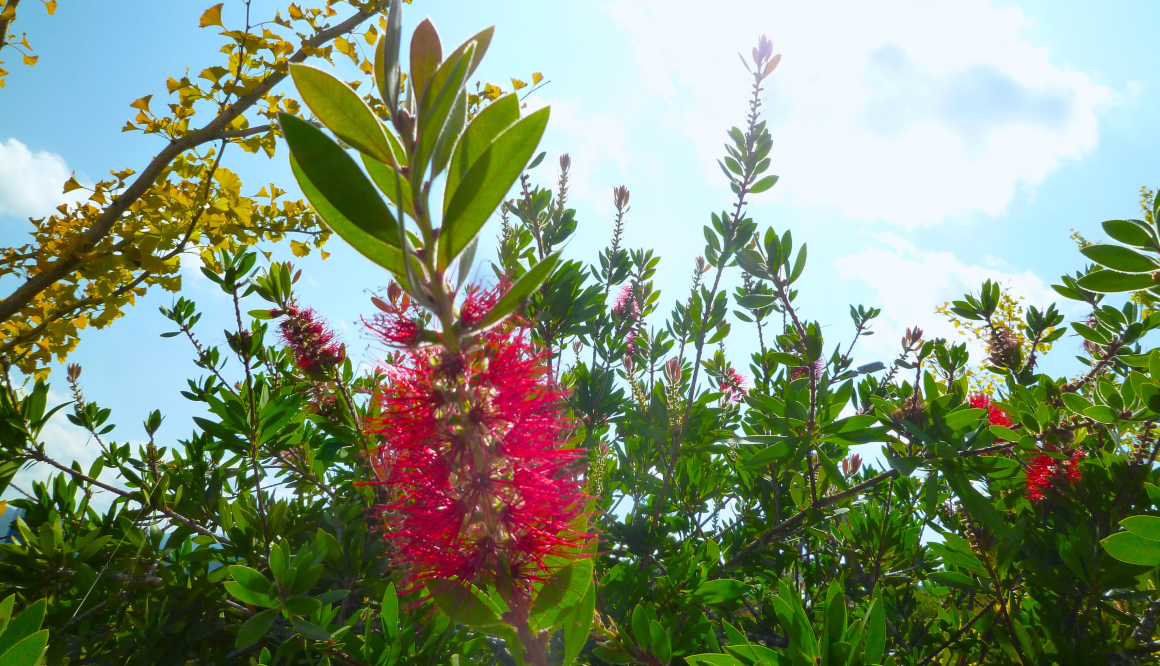 五月山こども園の今月の様子